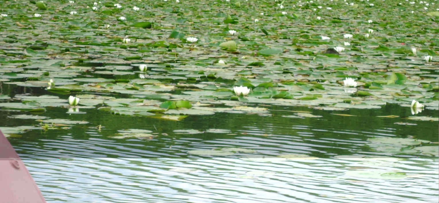 Water Lilys Close.jpg